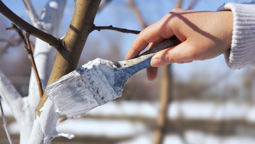 Preparing Your Trees for the Winter Season