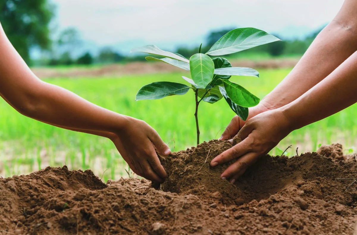 The Benefits of Tree Planting