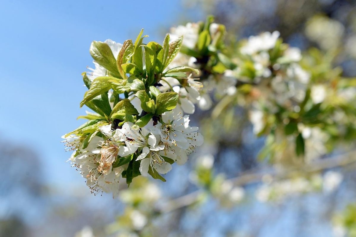 Preparing Your Trees for Spring