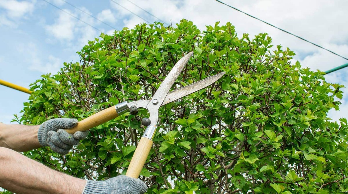 The Importance of Regular Tree Pruning