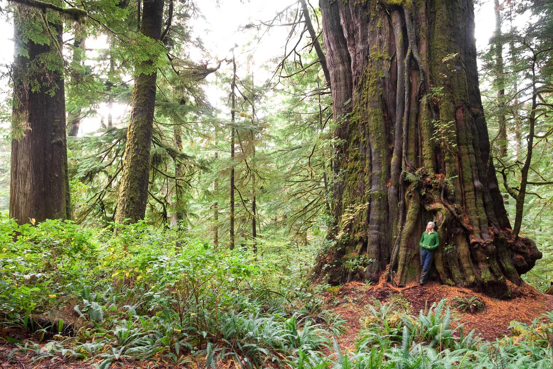 Exploring the Fascinating World of Tree Species in Vancouver